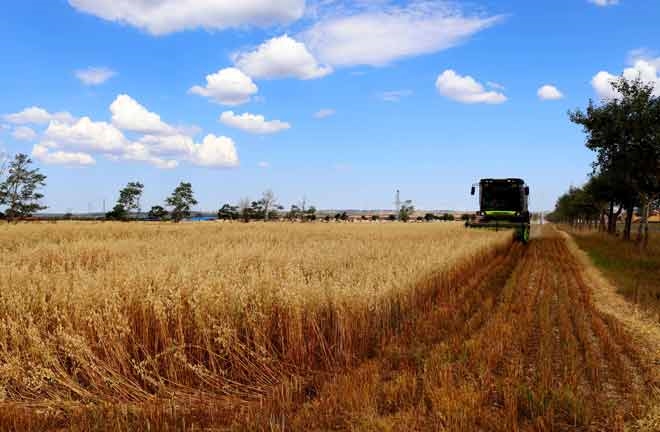 燕麥?zhǔn)崭? /></div>
            <div   id=